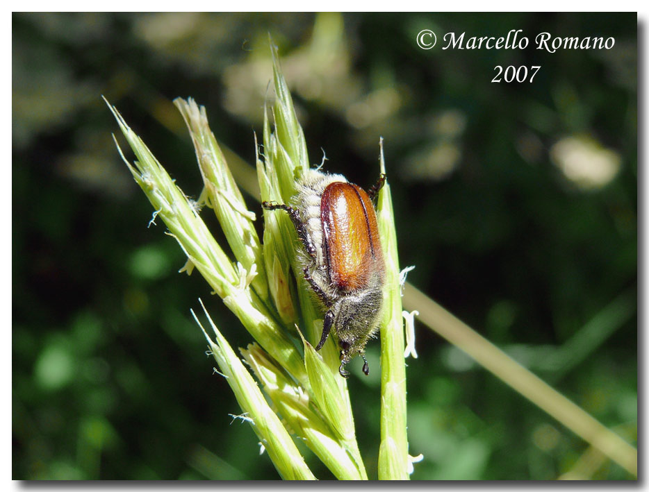 A spasso sulle Alpi Marittime: 16. Anisoplia bromicola